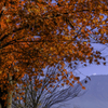 富士山と紅葉