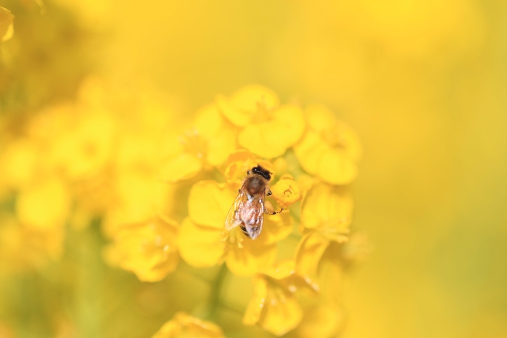 菜の花