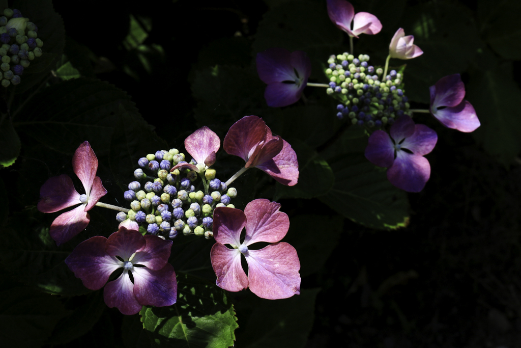 紫陽花