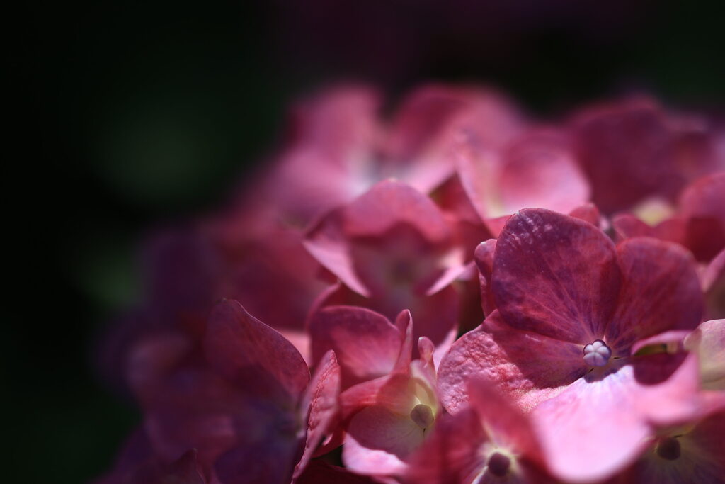 紫陽花