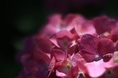 紫陽花