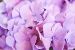 紫陽花