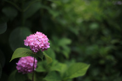 紫陽花