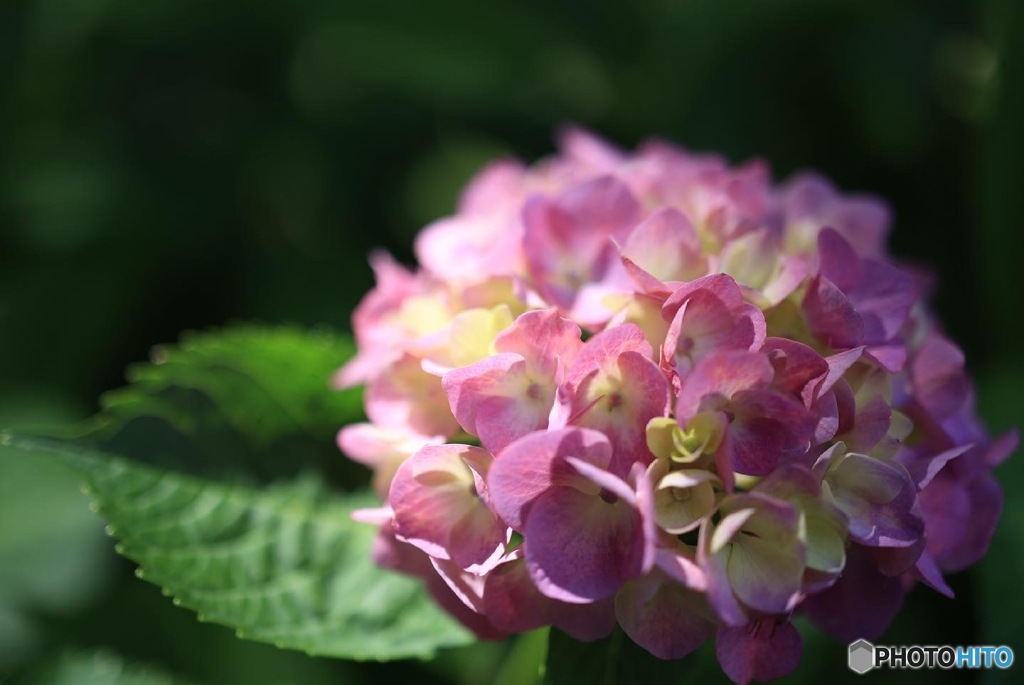 紫陽花