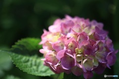 紫陽花