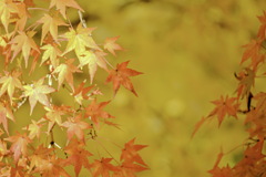 紅葉2