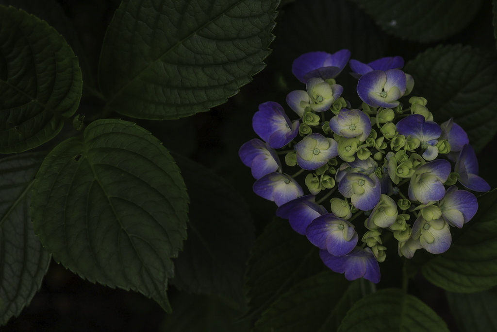 紫陽花