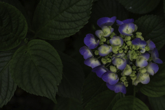 紫陽花