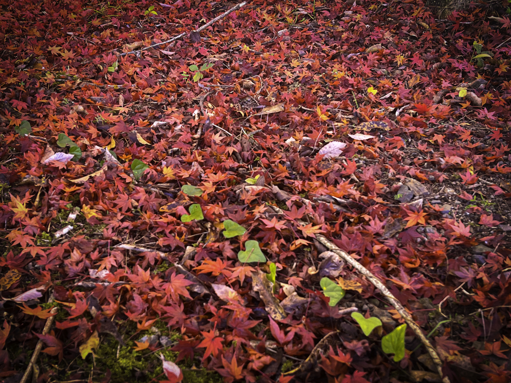 紅葉の絨毯