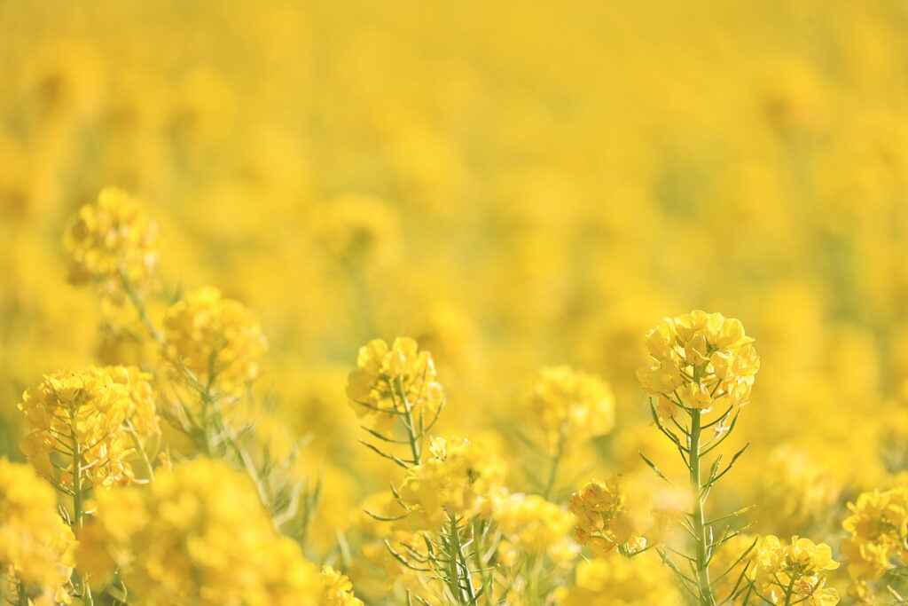 菜の花