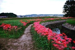 彼岸花