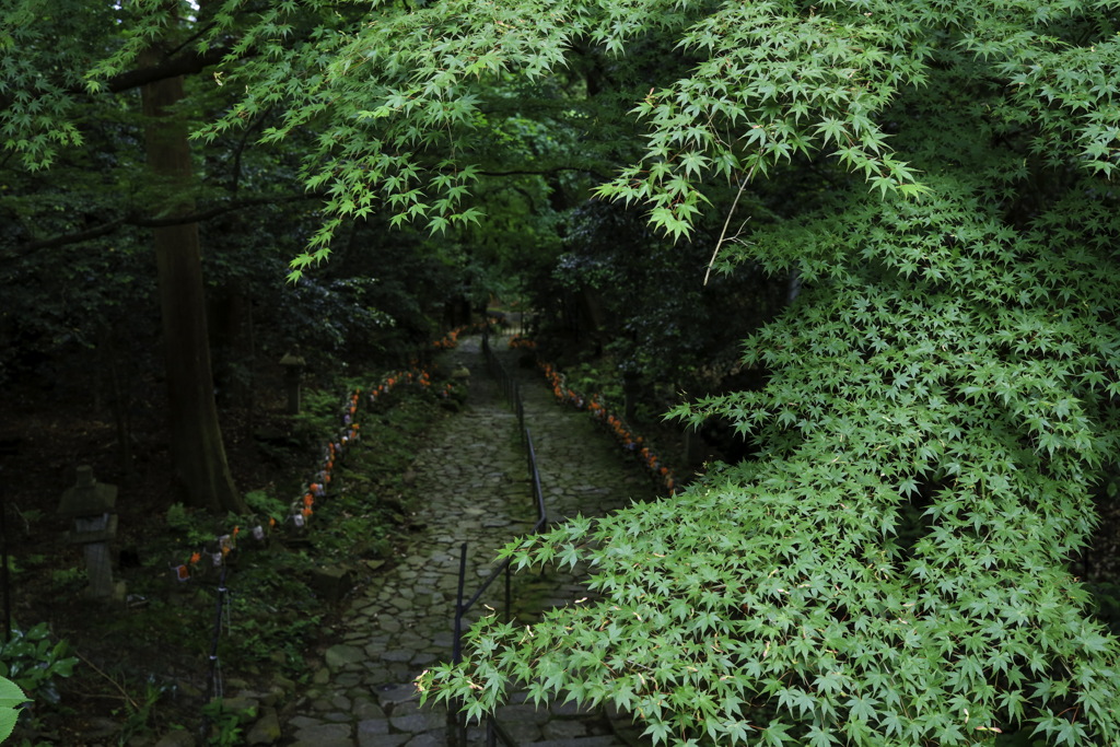 青紅葉