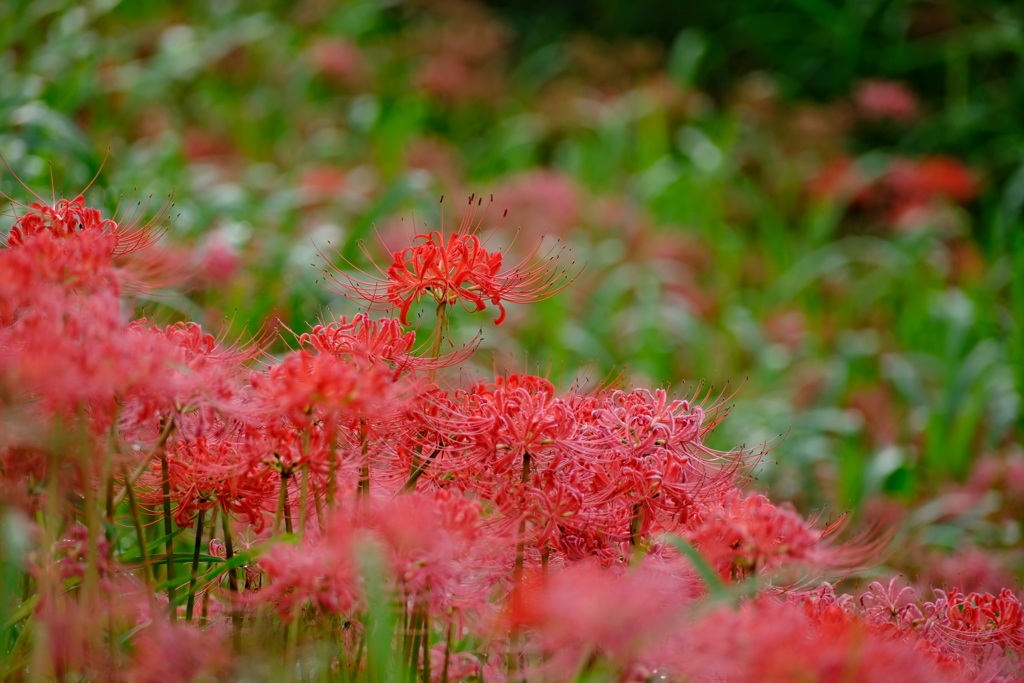 彼岸花