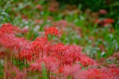 彼岸花