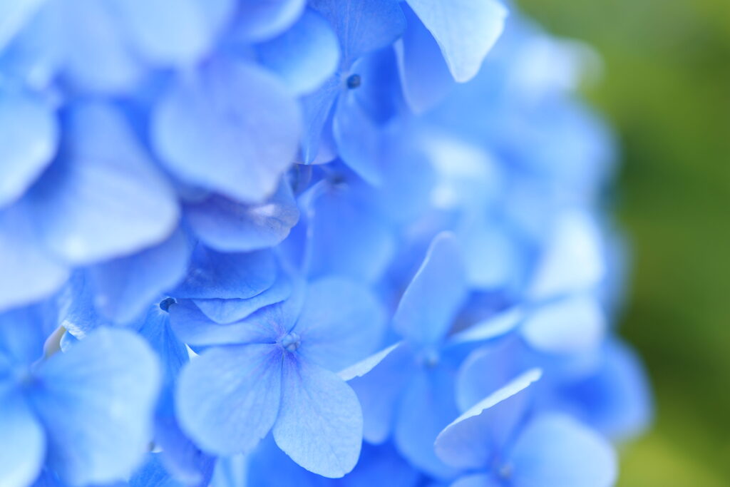 紫陽花