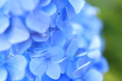 紫陽花