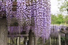 藤の花(Wisteria)