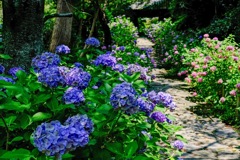 紫陽花 hydrangea