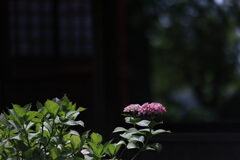 紫陽花