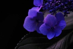 紫陽花