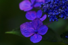 紫陽花