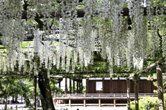 曼陀羅寺