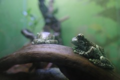 蛙