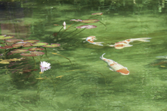 モネの池