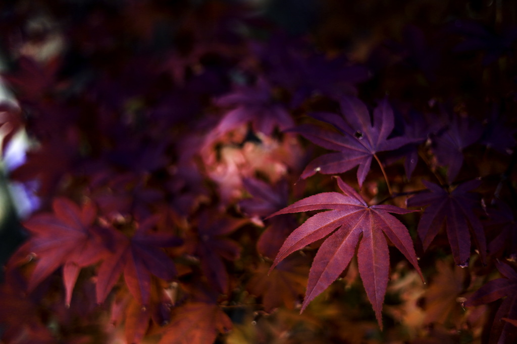 紅葉