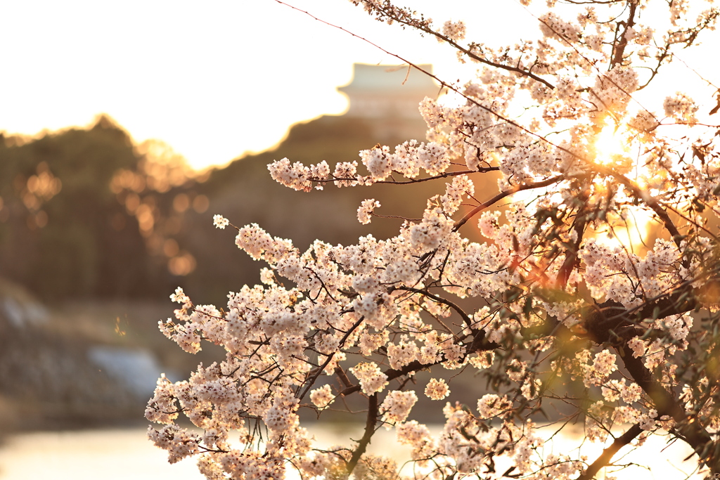 桜と名古屋城
