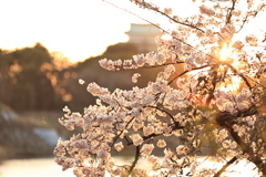 桜と名古屋城