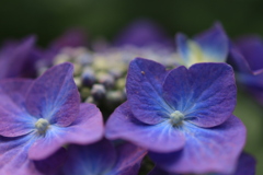 紫陽花