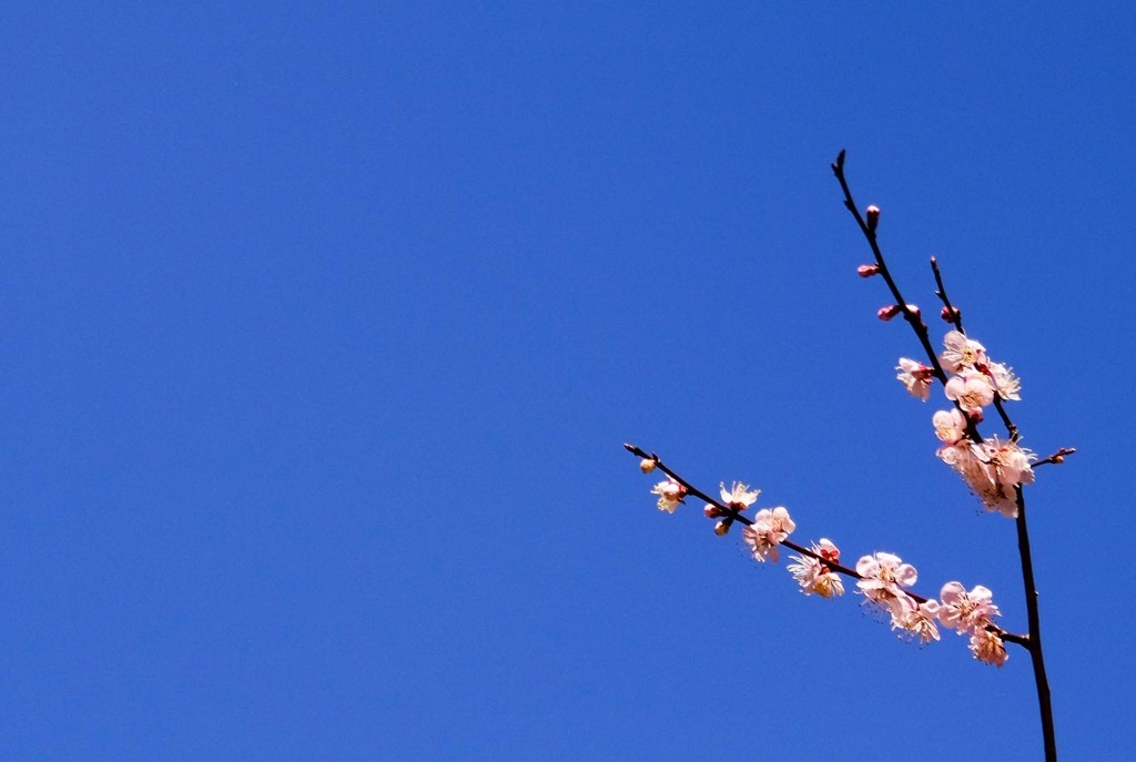梅の花