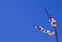 梅の花