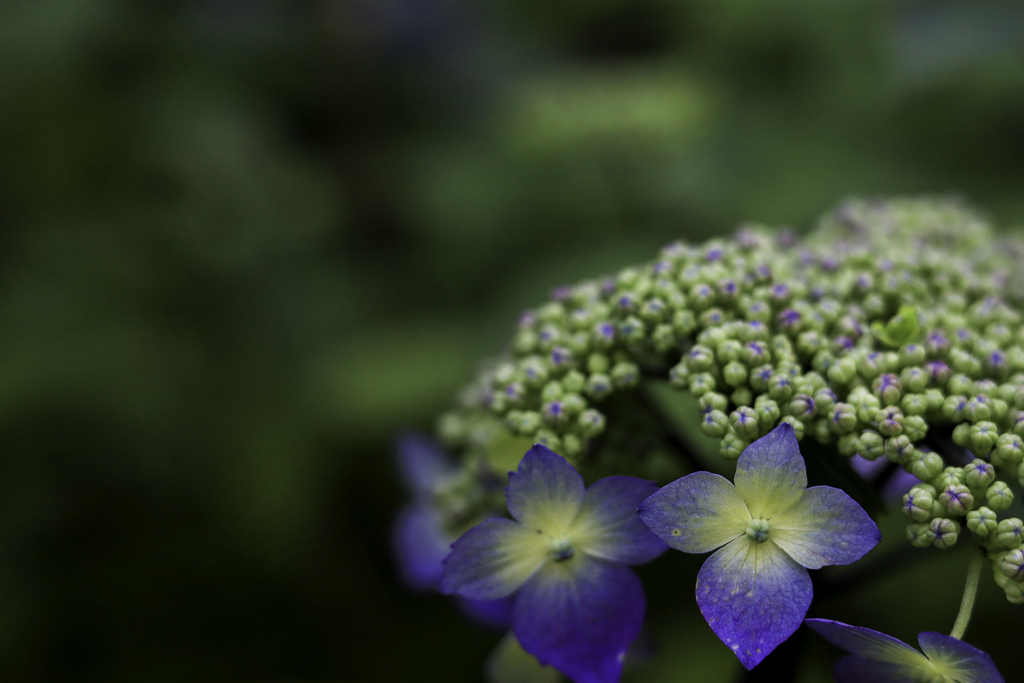 紫陽花