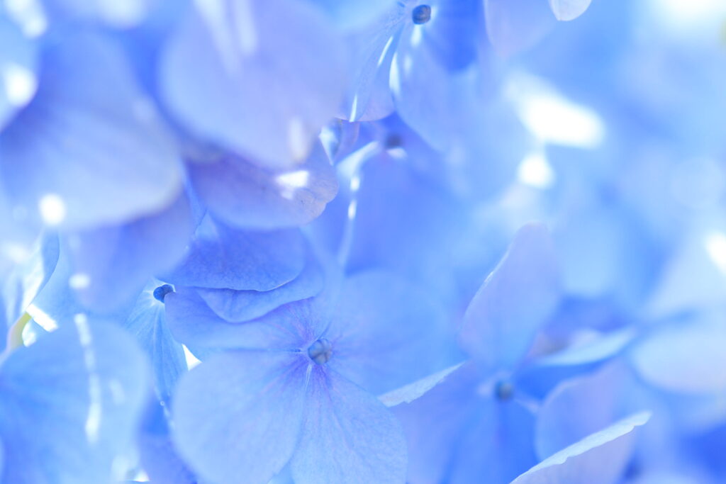 紫陽花