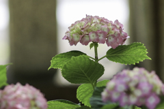 紫陽花