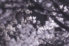 夜桜
