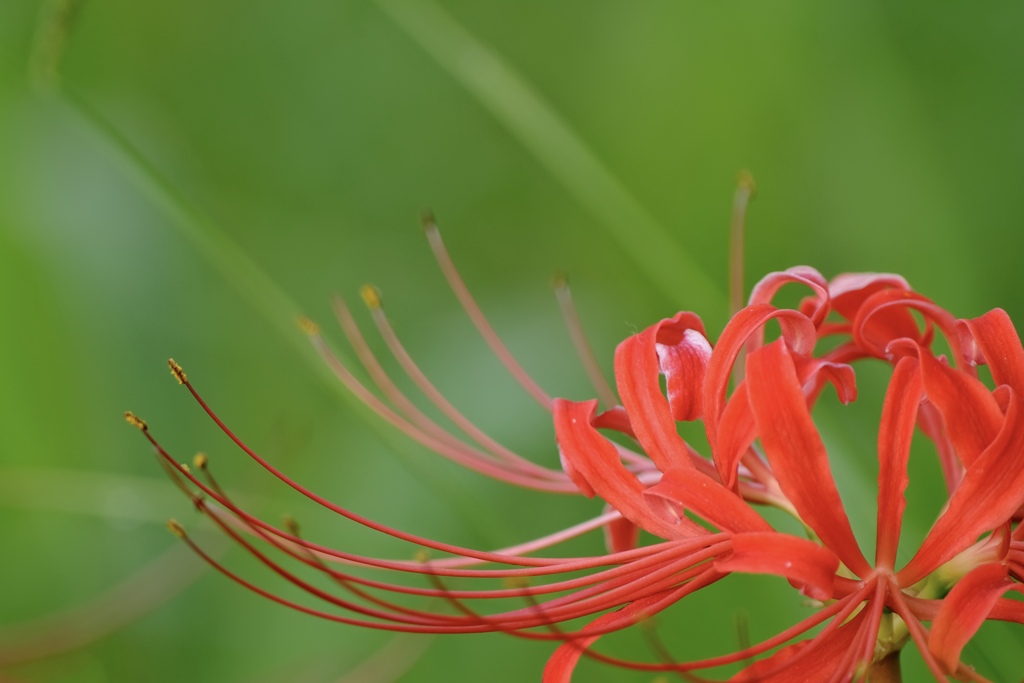 曼珠沙華