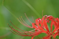 曼珠沙華