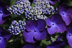 紫陽花