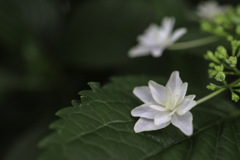 紫陽花