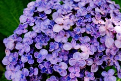紫陽花 hydrangea