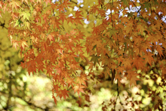 紅葉3