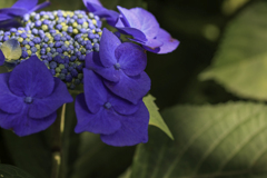 紫陽花