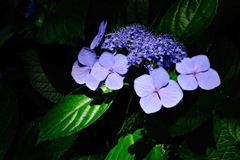紫陽花