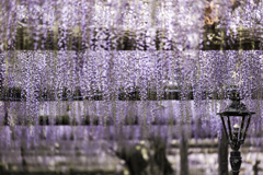 藤の花(Wisteria)