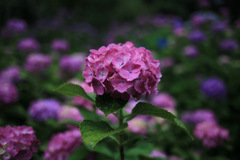 紫陽花