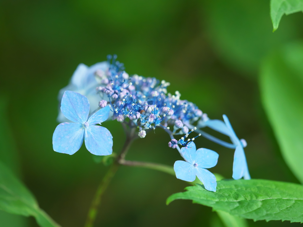紫陽花～長谷寺にて