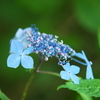 紫陽花～長谷寺にて